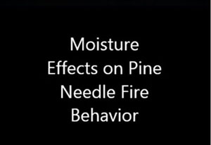 Pine needle fire behavior video graphic