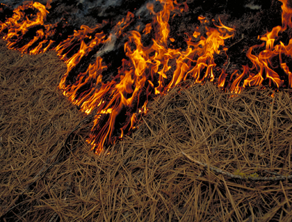 Karen Wattenmaker photo of burning needle litter