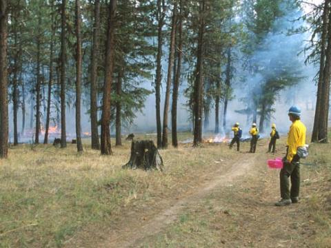 Prescribed fire only, with periodic reburns (Unit 8b, photo by Trygve Steen).