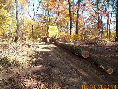 Tar Hollow State Forest thin/burn treatment area, harvested September-October 2000 (skidding logs).